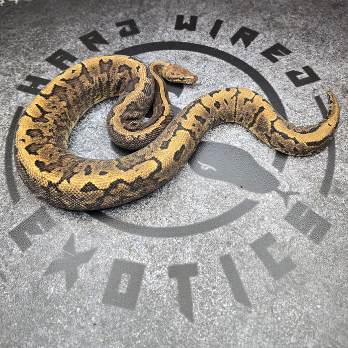 Proven Breeder GHI Acid Pinstripe YB het Hypo male