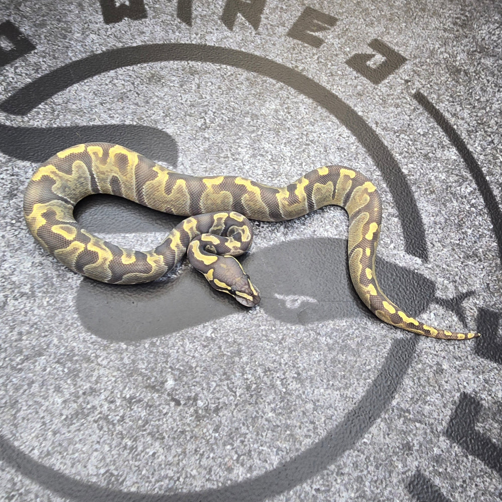 25 GHI Enchi Hypo 50% het Pied female