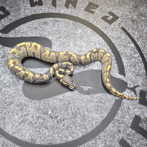 25 GHI Enchi Hypo 50% het Pied female