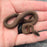 26 Pure Racerback Africa House Snake female F6