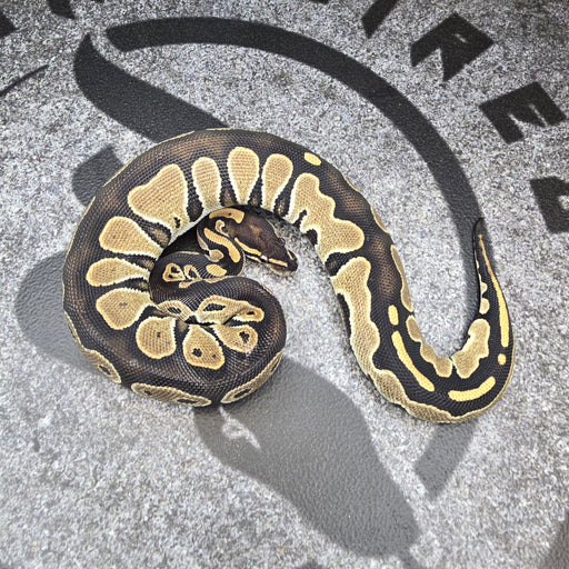 25 BH het DG Pied female