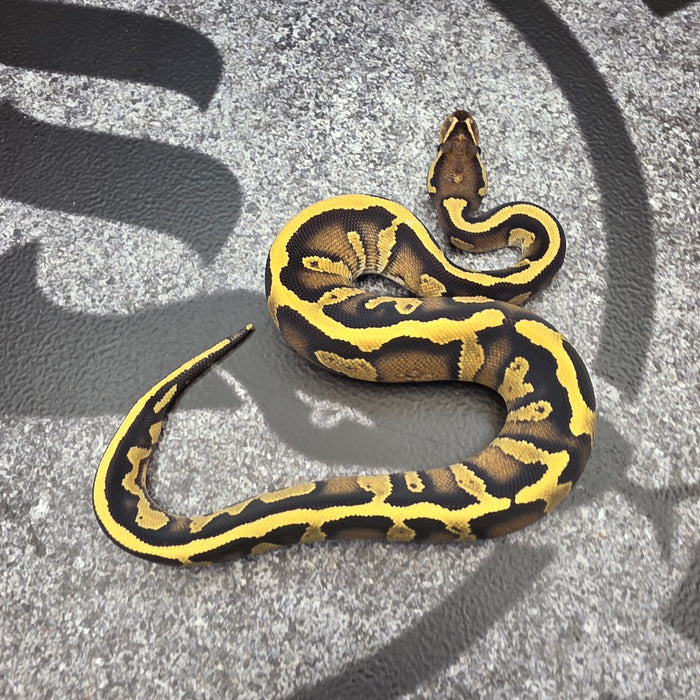26 Black Head Jaguar Fire YB pos OD male