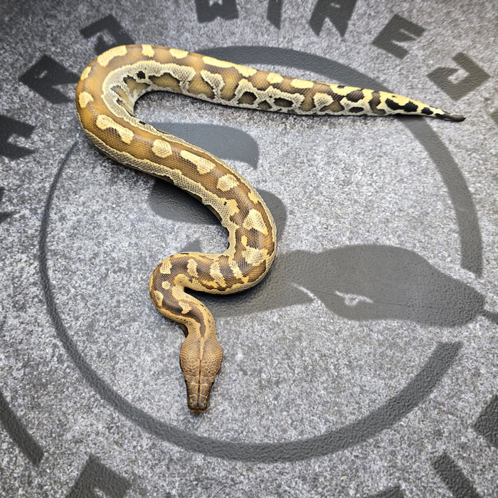 24 Borneo Short Tail python male 1