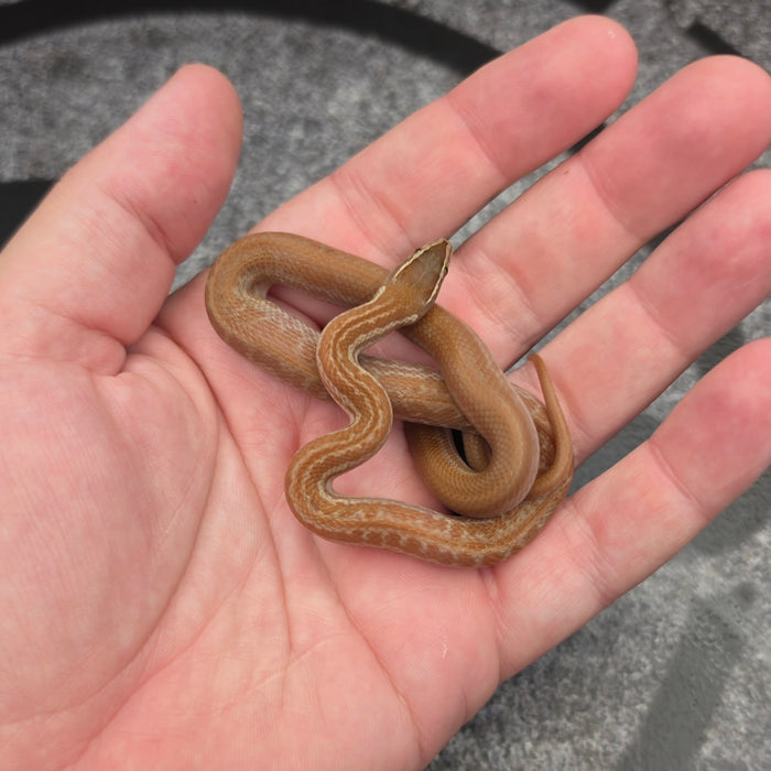 26 het Tpos het Blue Eye 50% het Hypo male