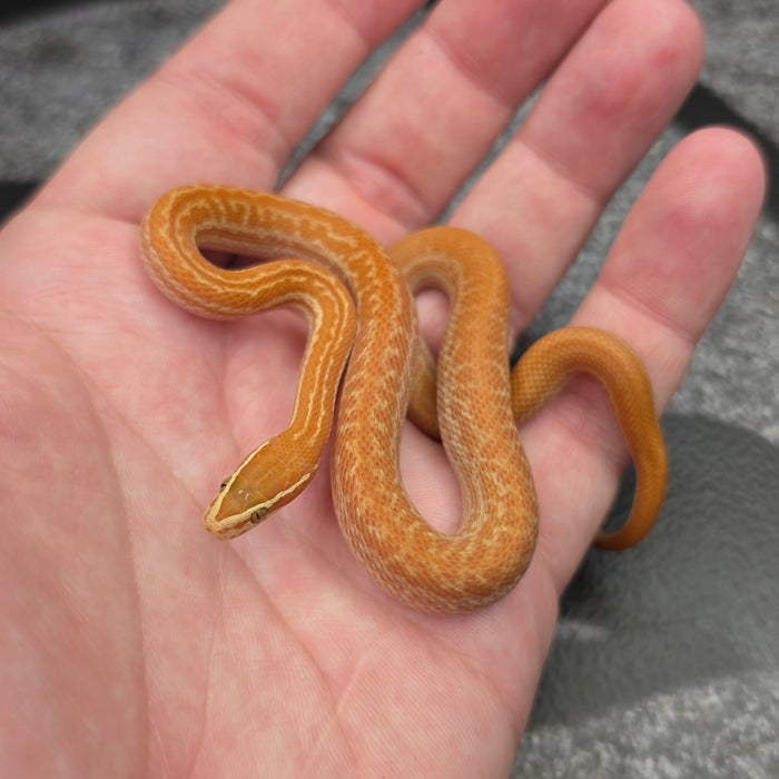 26 Tpos het Blue Eye 50% het Hypo female 09F5