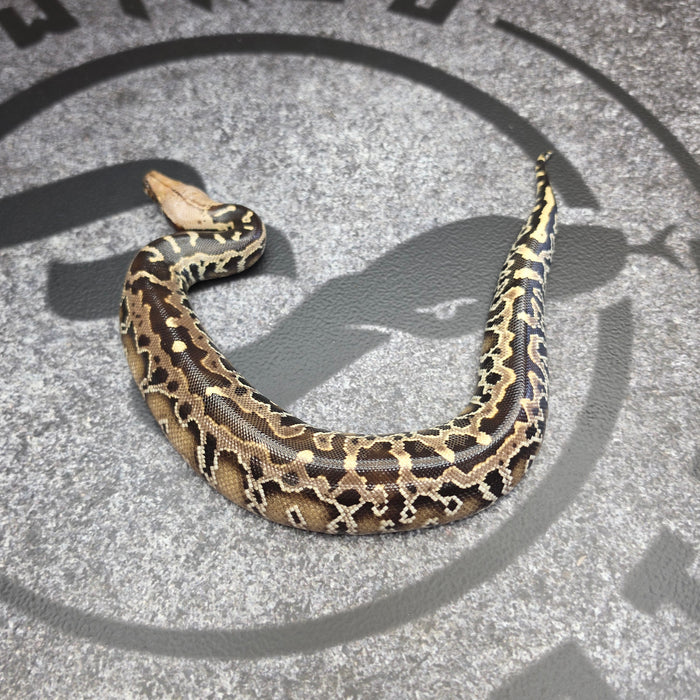 26 Chromehead Short Tail female F6