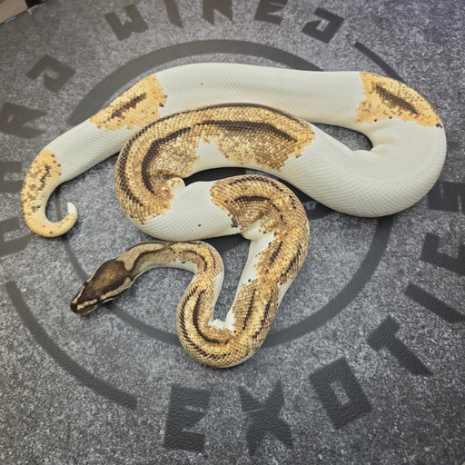 Proven Breeder OD YB Pied het Lavender Albino female