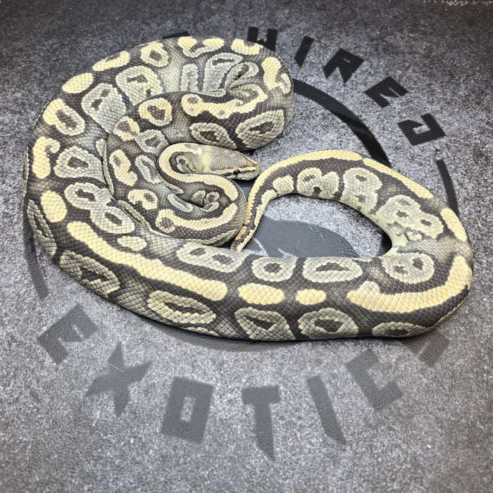 Proven Breeder Hypo het Pied female