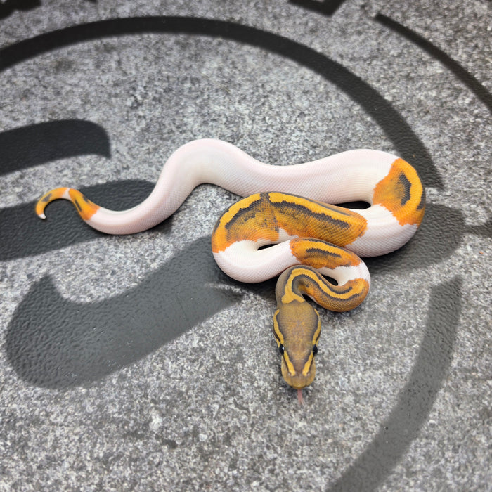26 OD Chocolate Hypo Pied male