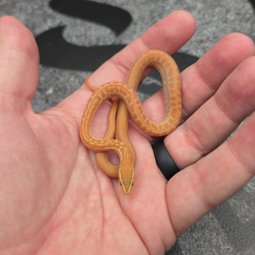 26 Tpos Albino het Blue Eye 50% het Hypo male 22M2