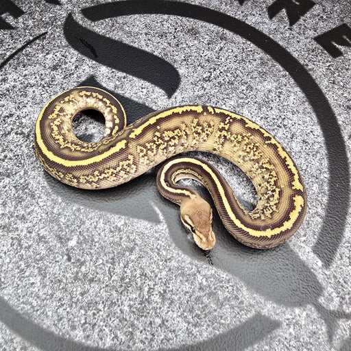 25 Black Pastel Stranger Fire het Albino male