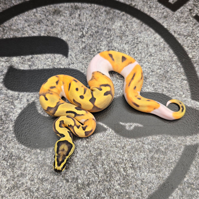 26 Enchi DG Pied male