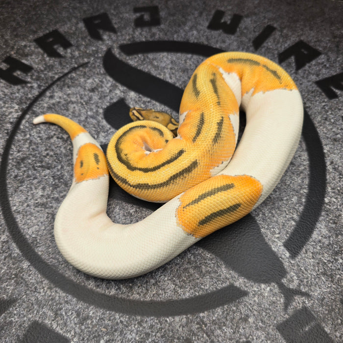 24 OD Hypo Pied female