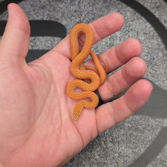 26 Tpos Albino het Blue Eye 50% het Hypo male 09M2