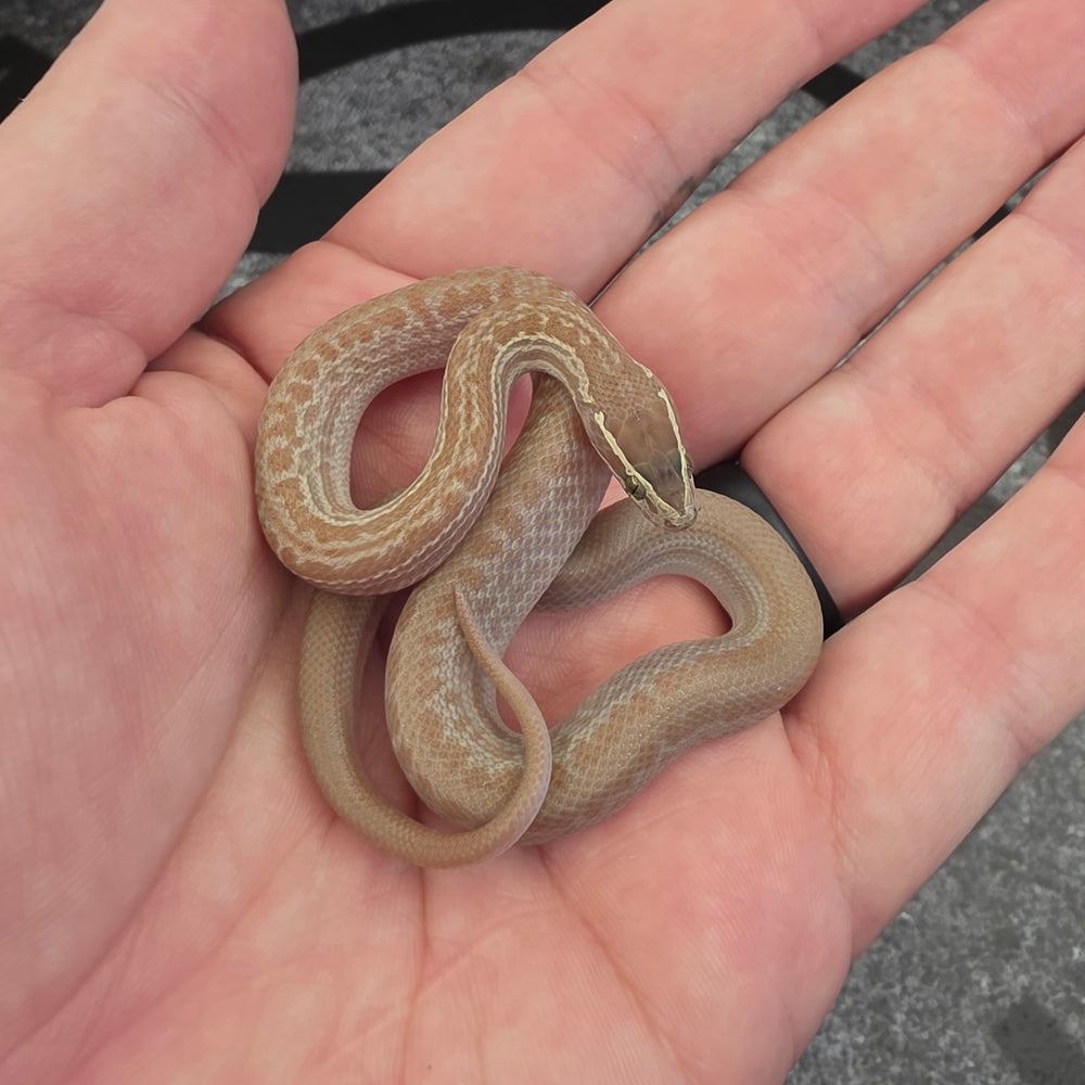 26 Hypo het Tpos Albino African House Snake female 13F6