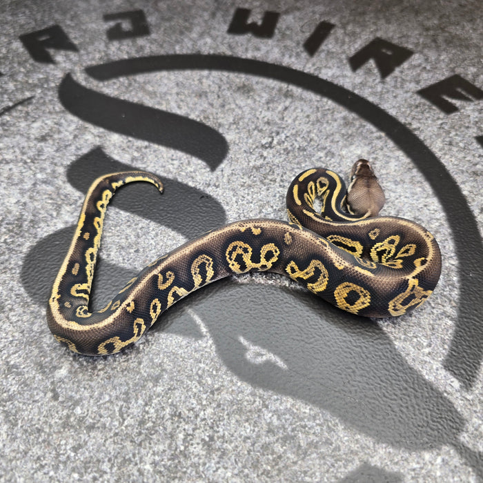 26 Black Head Pastel YB het DG het Hypo male
