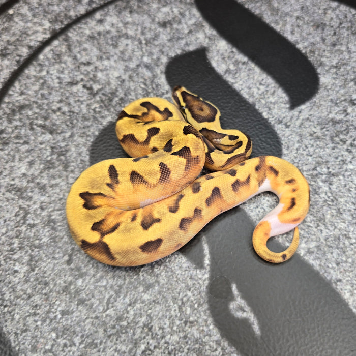 26 Enchi Pied 66% het DG female
