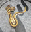 26 BH OD Mojave Leopard het Pied pos YB male