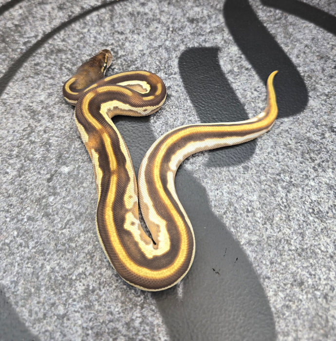 26 BH OD Mojave Leopard het Pied pos YB male