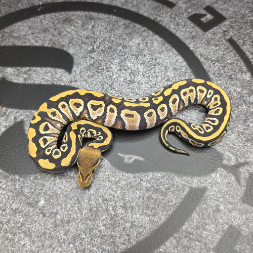 26 Cypress Hurricane DG het Hypo female