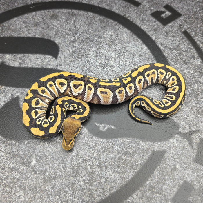 26 Cypress Hurricane DG het Hypo female