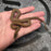 26 het Blue Eye het Tpos 50% het Hypo African House Snake female 09F6