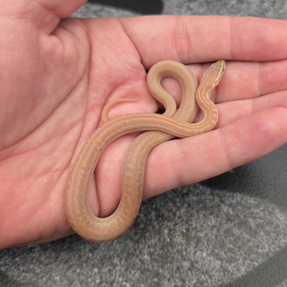 26 Hypo Tpos male 15M4