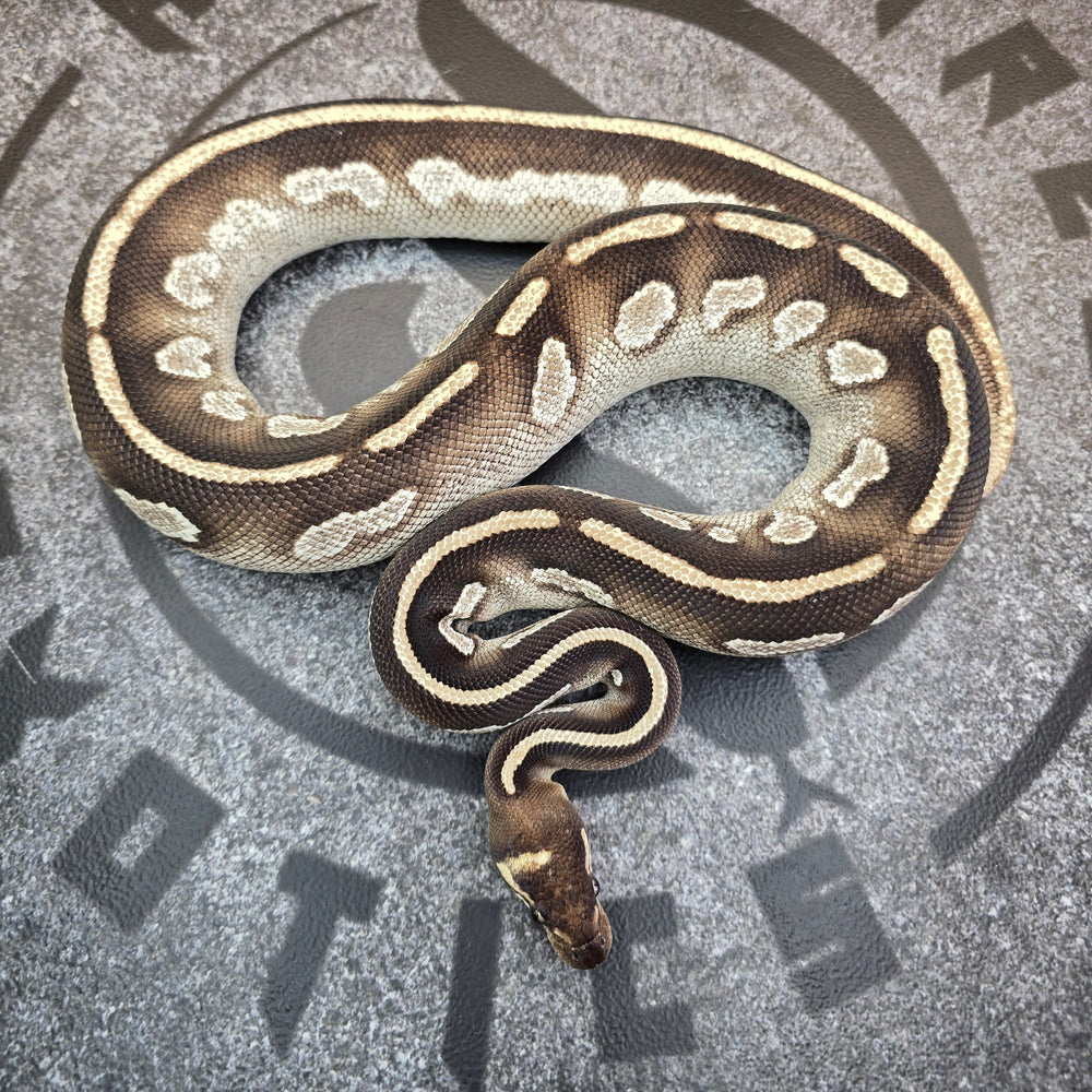 23 BlackHead OD Mojave het Lavender Albino female