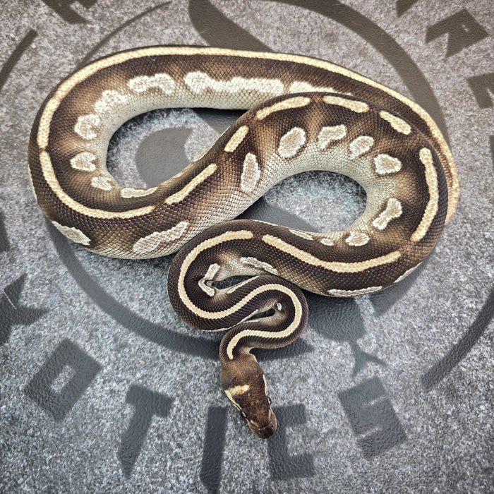 23 BlackHead OD Mojave het Lavender Albino female