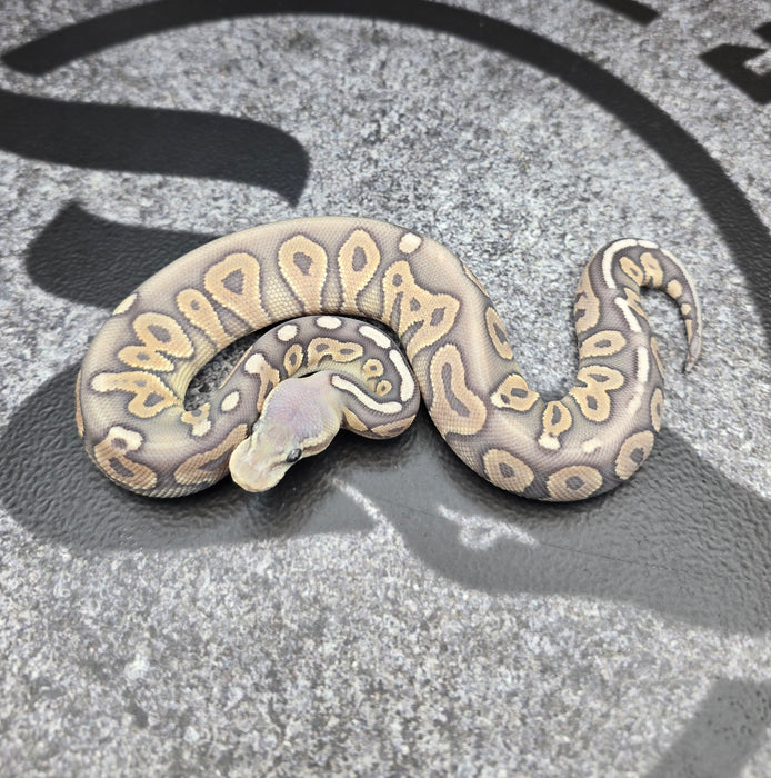 26 Pewter Hypo 50% het Pied female