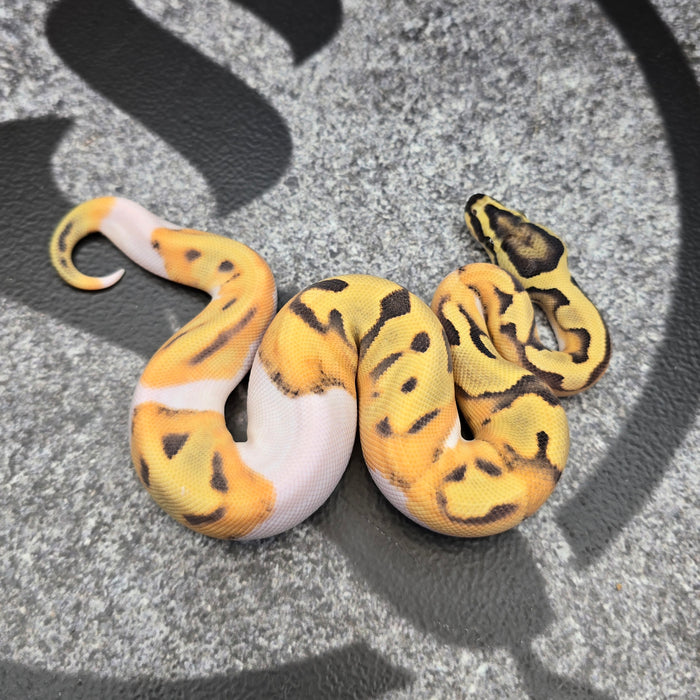 26 Enchi DG Pied male