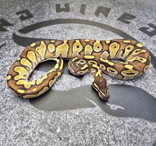 24 BH Special Enchi pos YB het Pied male