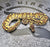 24 BH Special Enchi pos YB het Pied male