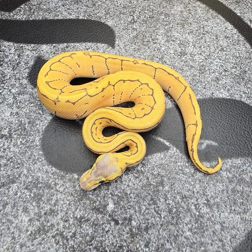 25 Pastel Enchi Pin Hypo het DG male