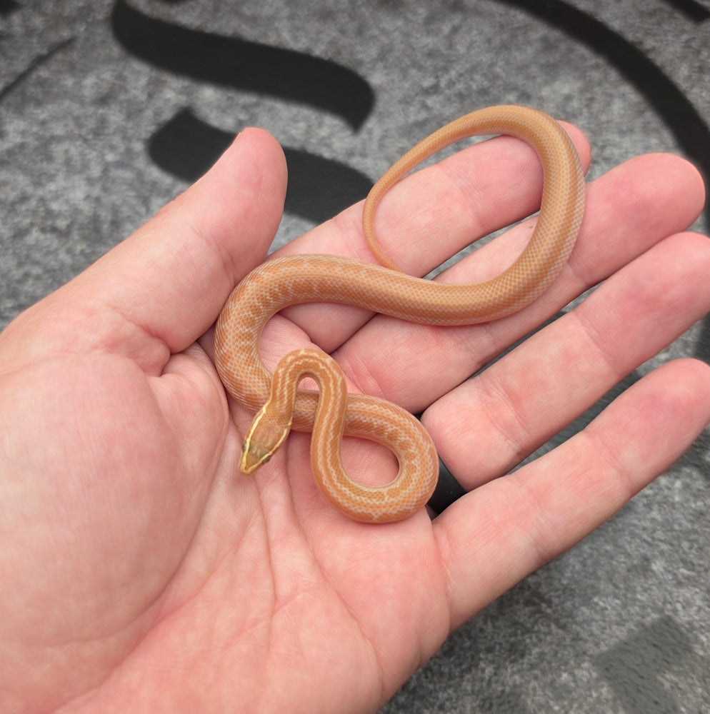 2026 Tpos Albino het Hypo male MC22