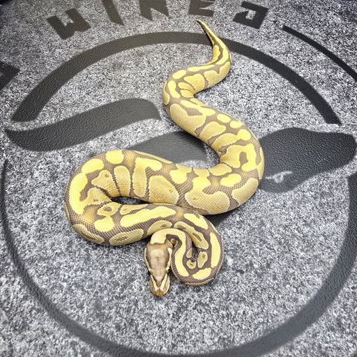 24 Vanilla Enchi Hypo het DG female 2