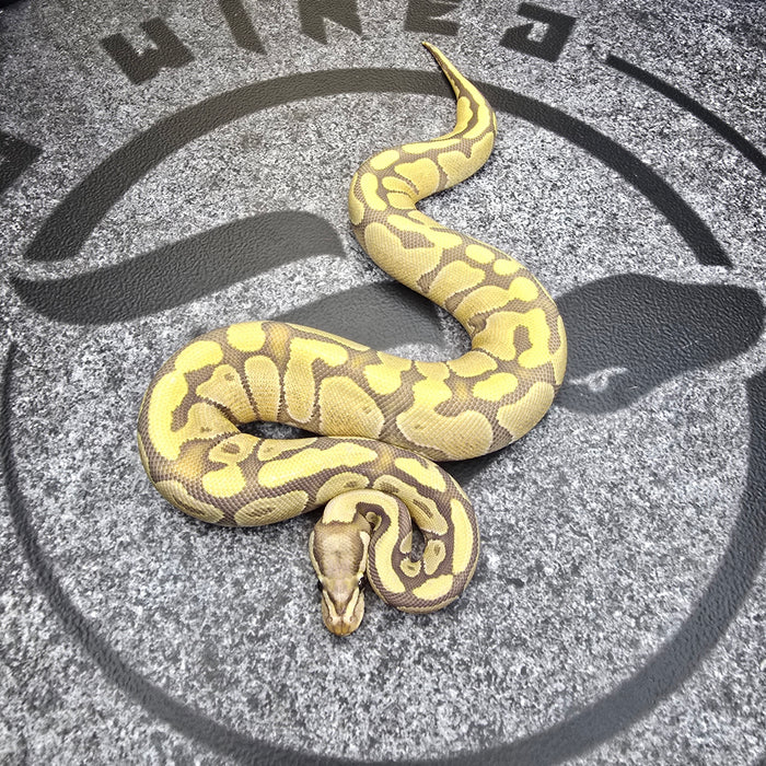 24 Vanilla Enchi Hypo het DG female 2