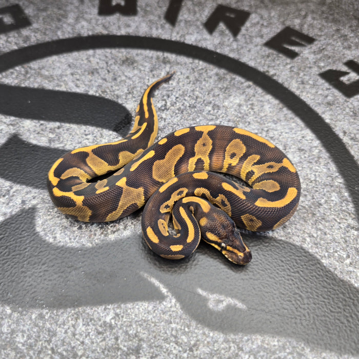 26 BlackHead Enchi YB het DG het Hypo female