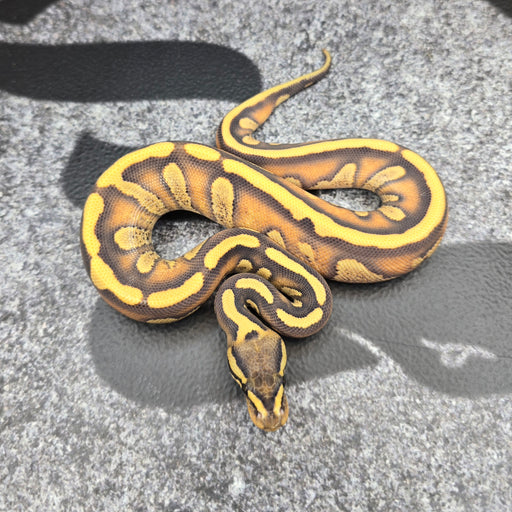 26 Stranger Enchi YB DG male