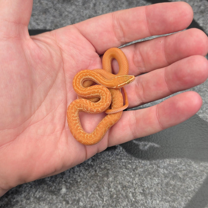 26 Tpos Albino het Blue Eye 50% het Hypo male 09M2