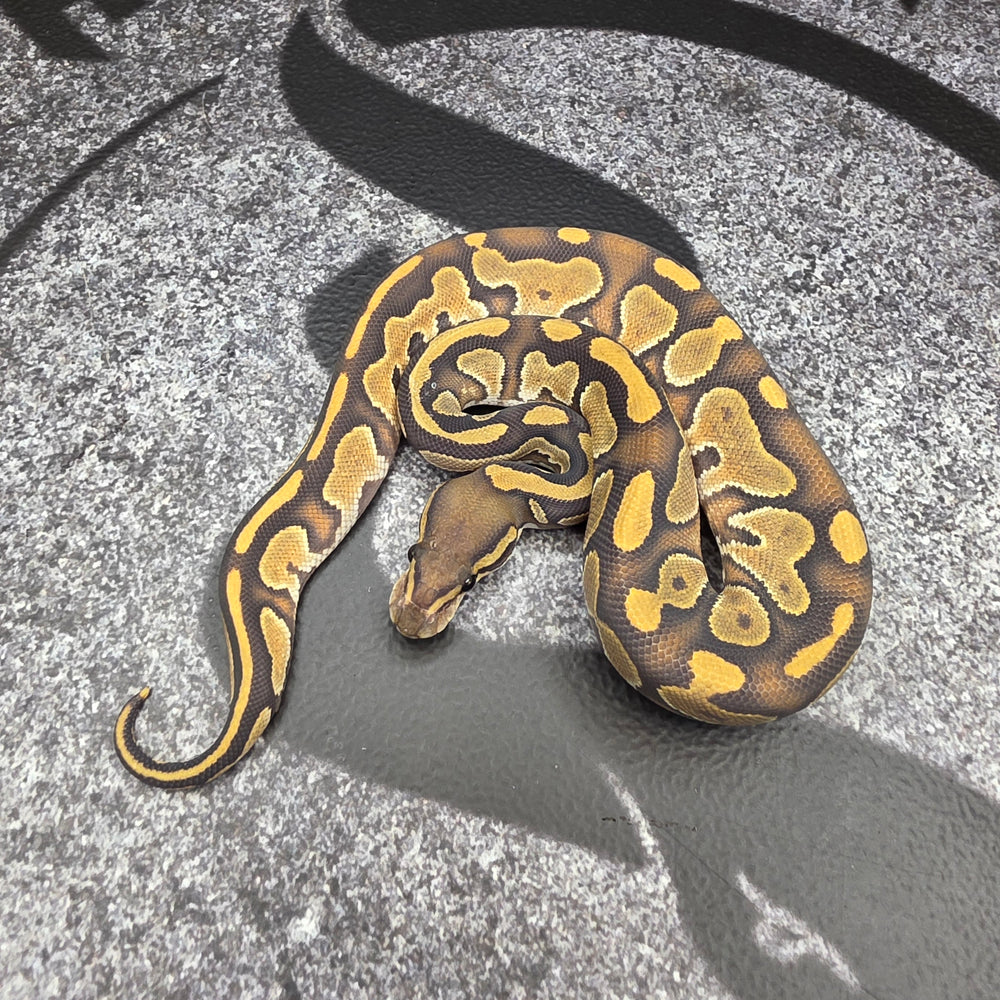 26 BH OD Vanilla Hypo female