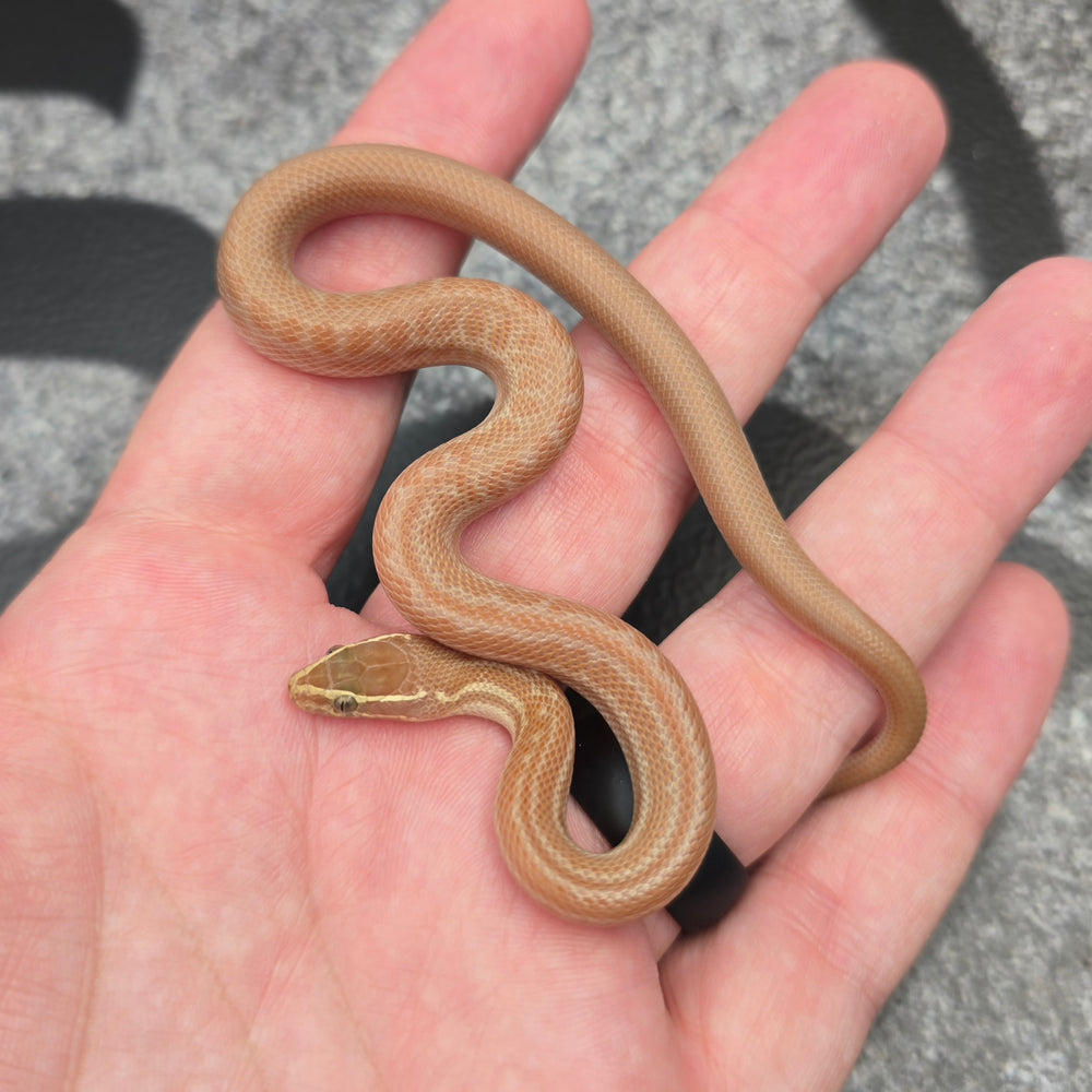 26 Tpos het Hypo African House Snake male M2