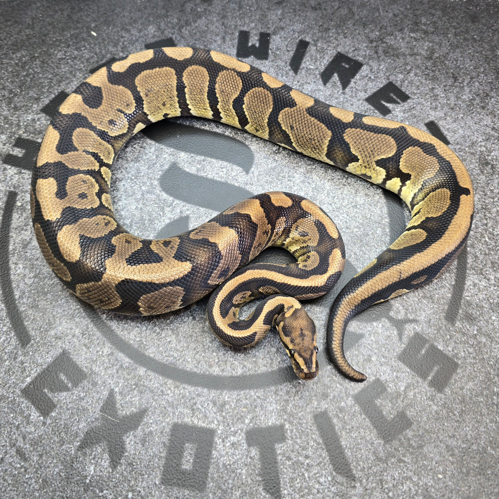 Proven Breeder Acid het Hypo female