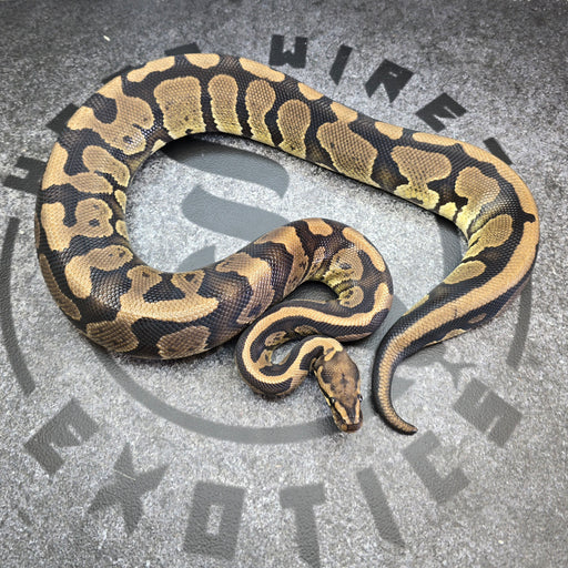 Proven Breeder Acid het Hypo female