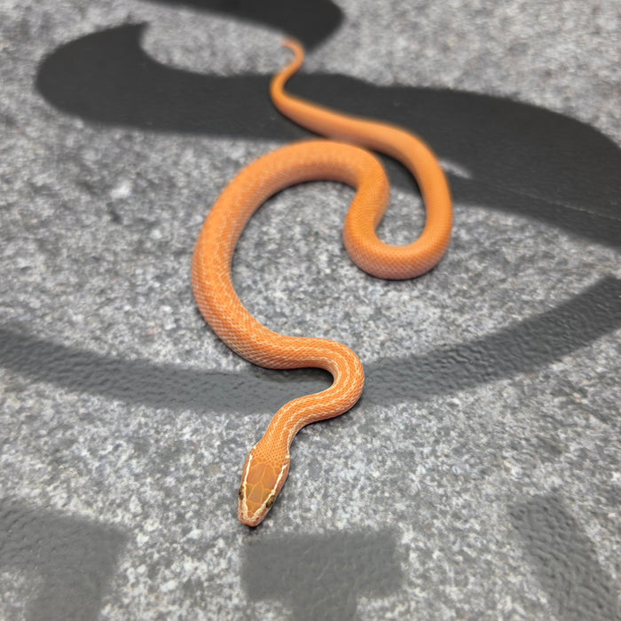26 62.5%KZN Red Tpos Albino female 19F9