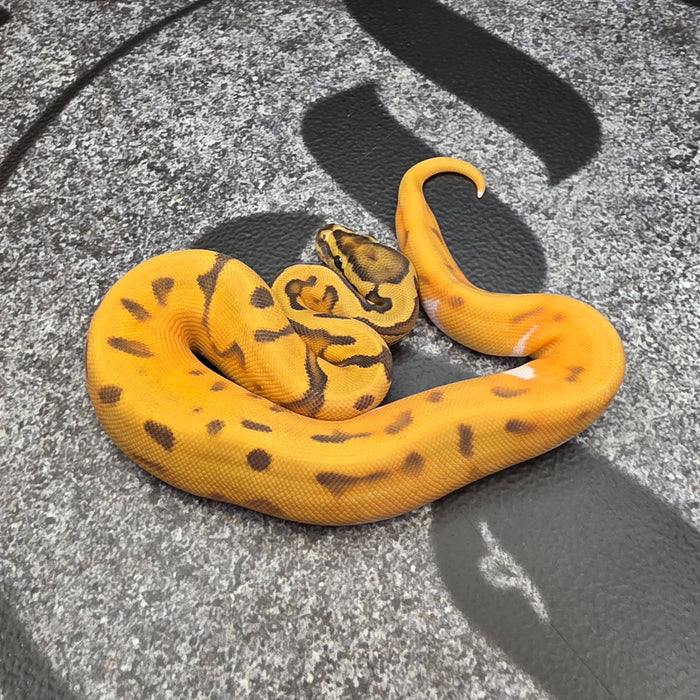 26 OD Enchi Hypo Pied pos Scrambler female