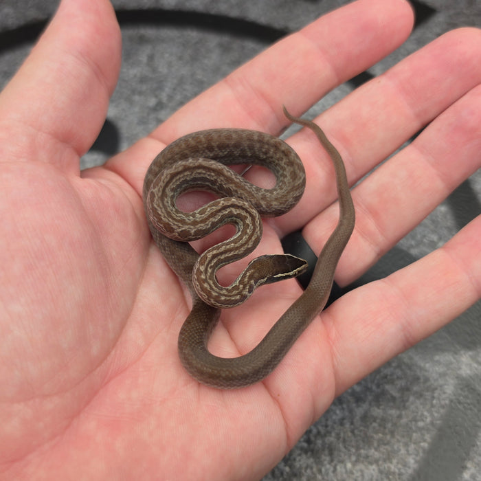 26 het Blue Eye 50% het Tpos female 11F3