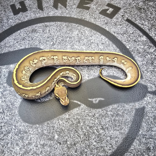 25 Fire Stranger Mojave het Hypo 50% het DG male