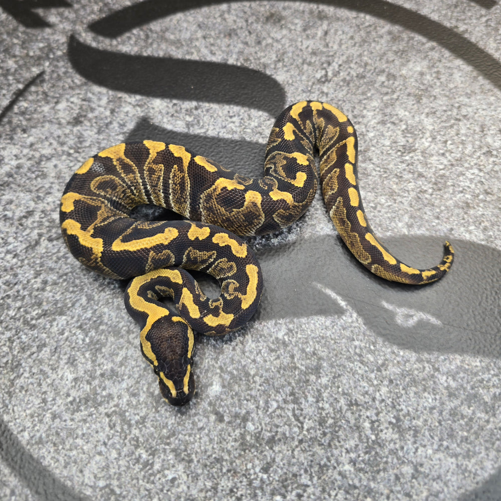 25 Mario Enchi GHI het Hypo 50% het Pied male