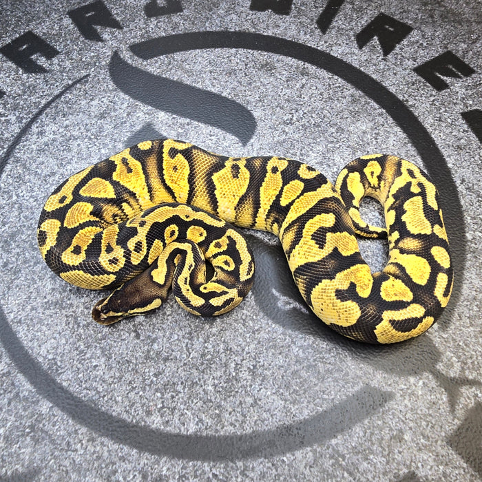 24 Pastel YB het Paint het Pied female